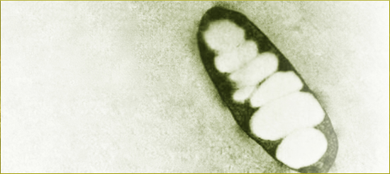 phototrophic prokaryotes
