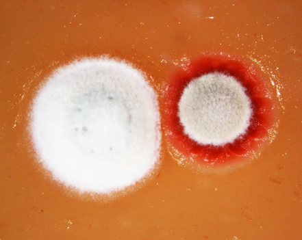 Cellular and Applied Microbiology - Streptomyces coelicolor colony (ies).