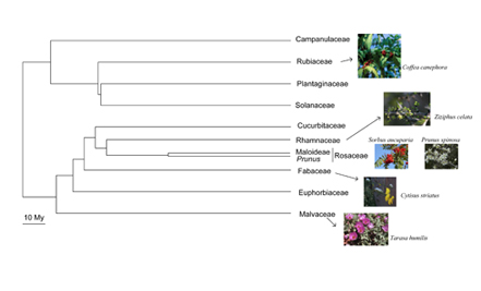 evolutionary systems biology - Plant families presenting S-RNase based GSI. Species under study are shown.