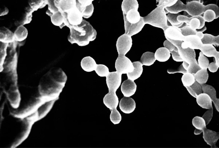 Mitochondria - Images of the flamentous fungus Neurospora crassa